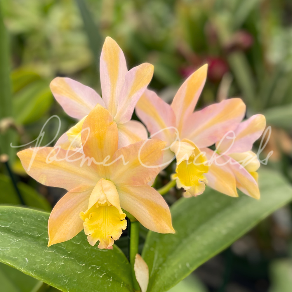 Ctt. Magic Bell — Palmer Orchids